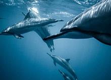 历史数据-九游娱乐空间：让游戏与生活无缝连接的理想场域